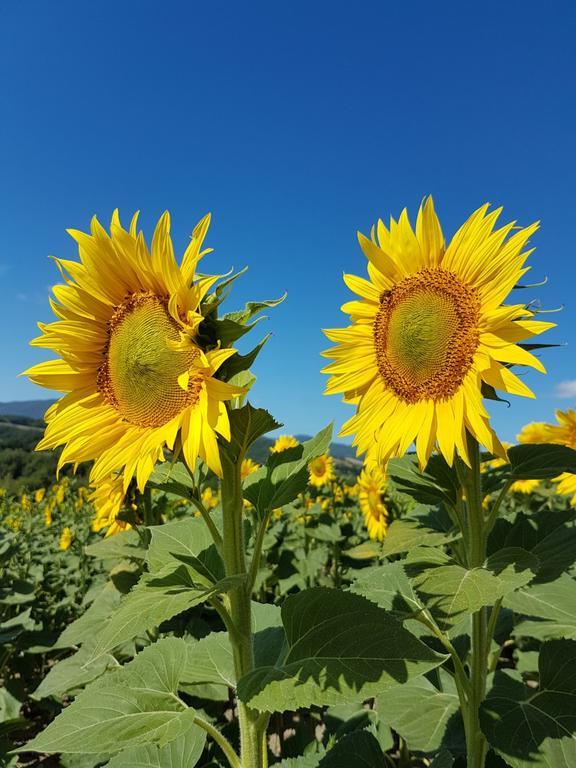 Agriturismo Il Catrino Ponteginori Экстерьер фото