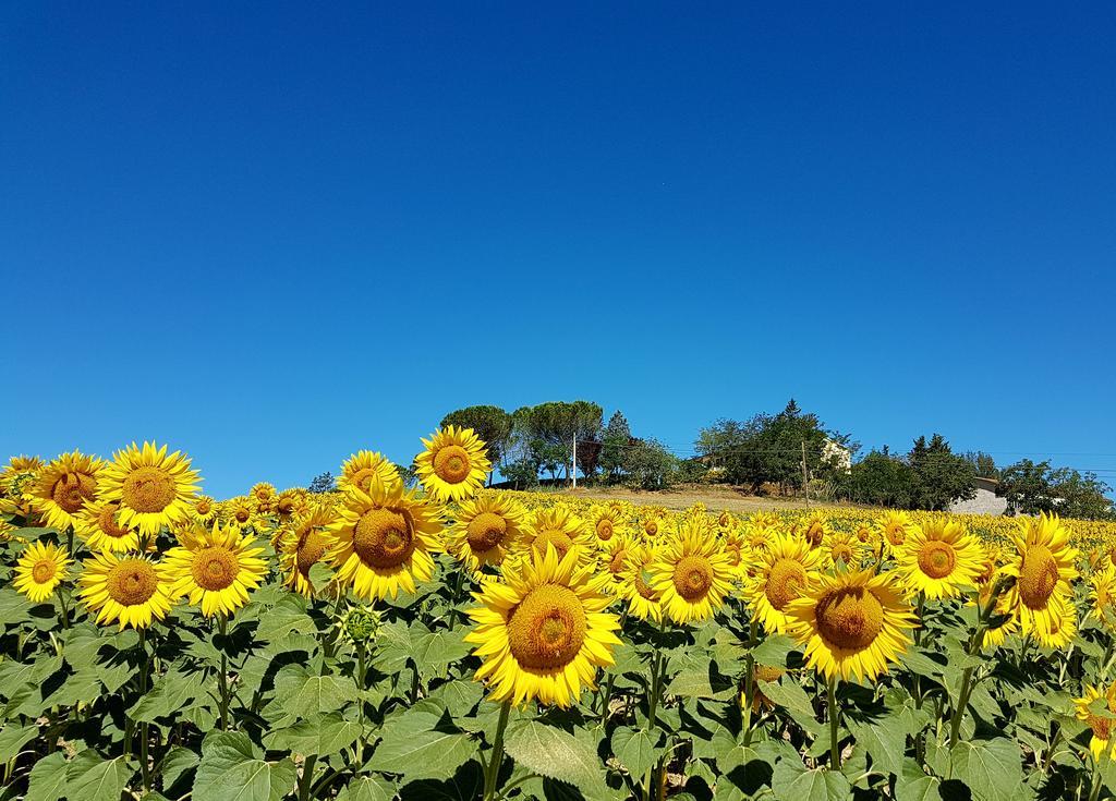 Agriturismo Il Catrino Ponteginori Экстерьер фото